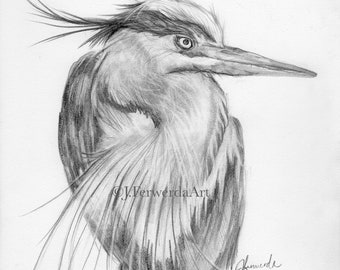 Pencil Drawing Print - Great Blue Heron