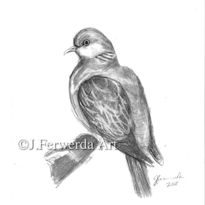 Pencil Drawing Print -Turtledove