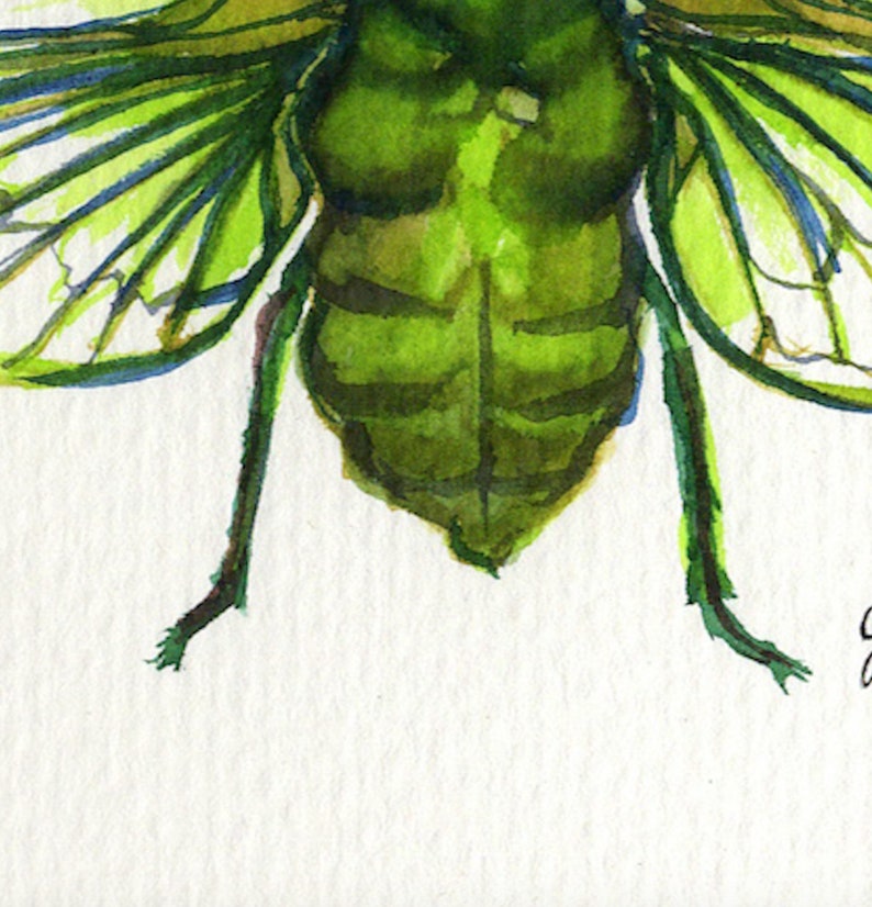 Cicada Song Ink on paper print image 5