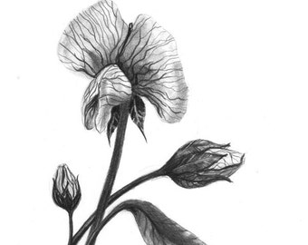 Pencil drawing print - Faith Of A Flower - Day 46