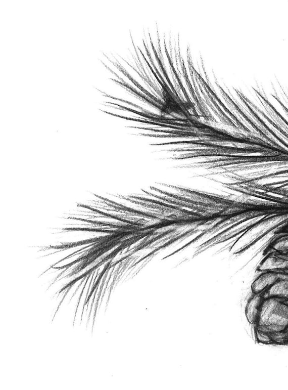 Print Szyszki Rysunek Ołówkiem