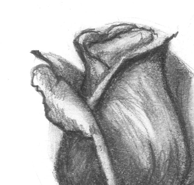 鉛筆画プリント - バラの日 95 - Etsy 日本