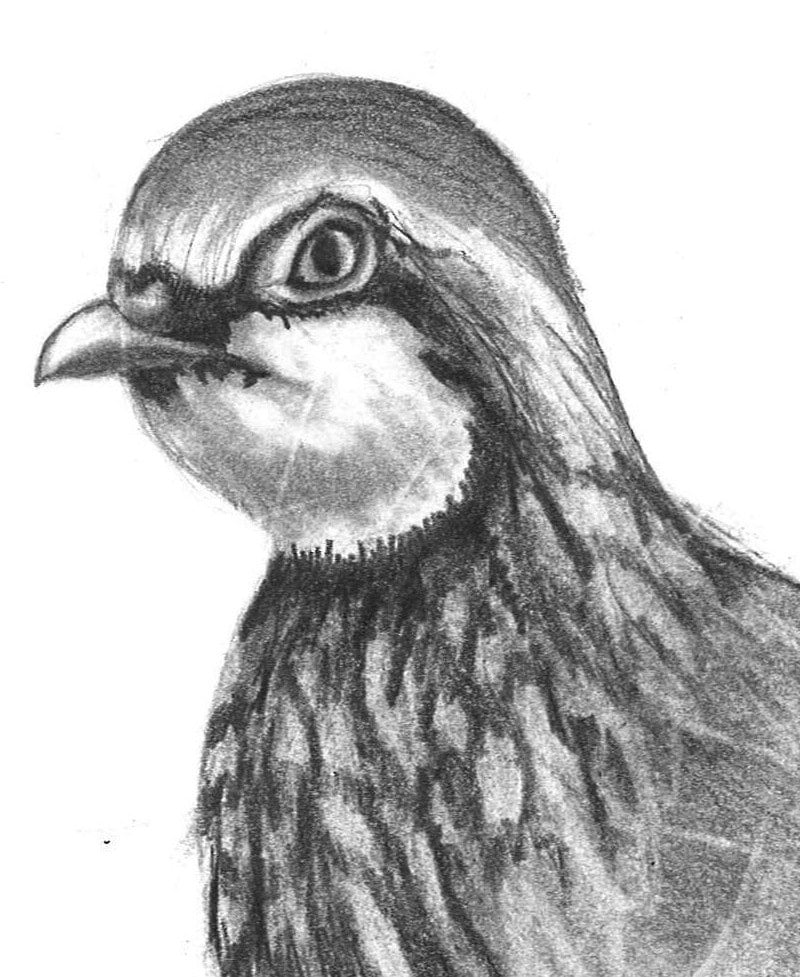 Praires Drawing Pencil Drawing Print - Partridge and A Pear - Day 343 - Etsy