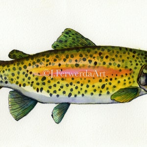 Rainbow Trout - Ink on paper print