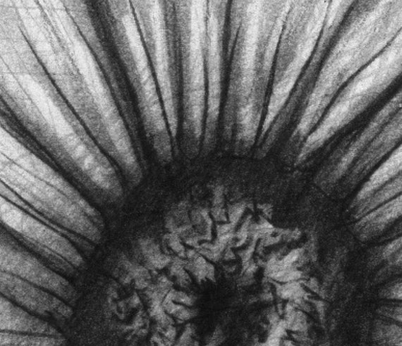Pencil Drawing Print - Wildflower - Day 186 - Etsy