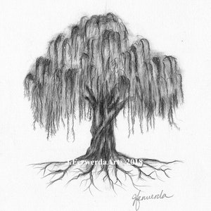 Pencil Drawing Print - Willow Roots