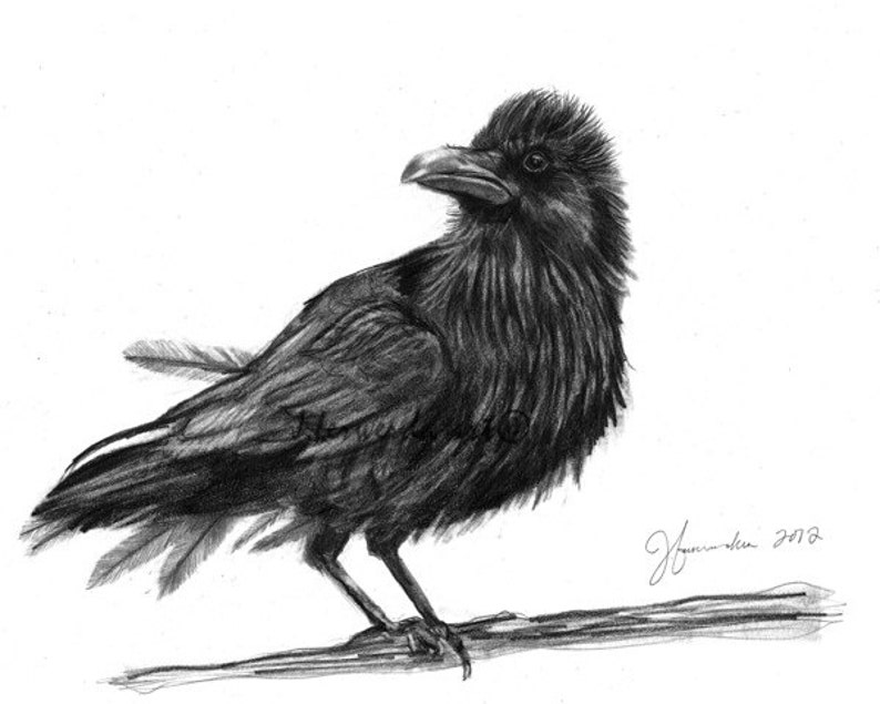 Pencil Drawing Print Dream Crow Day 285 - Etsy