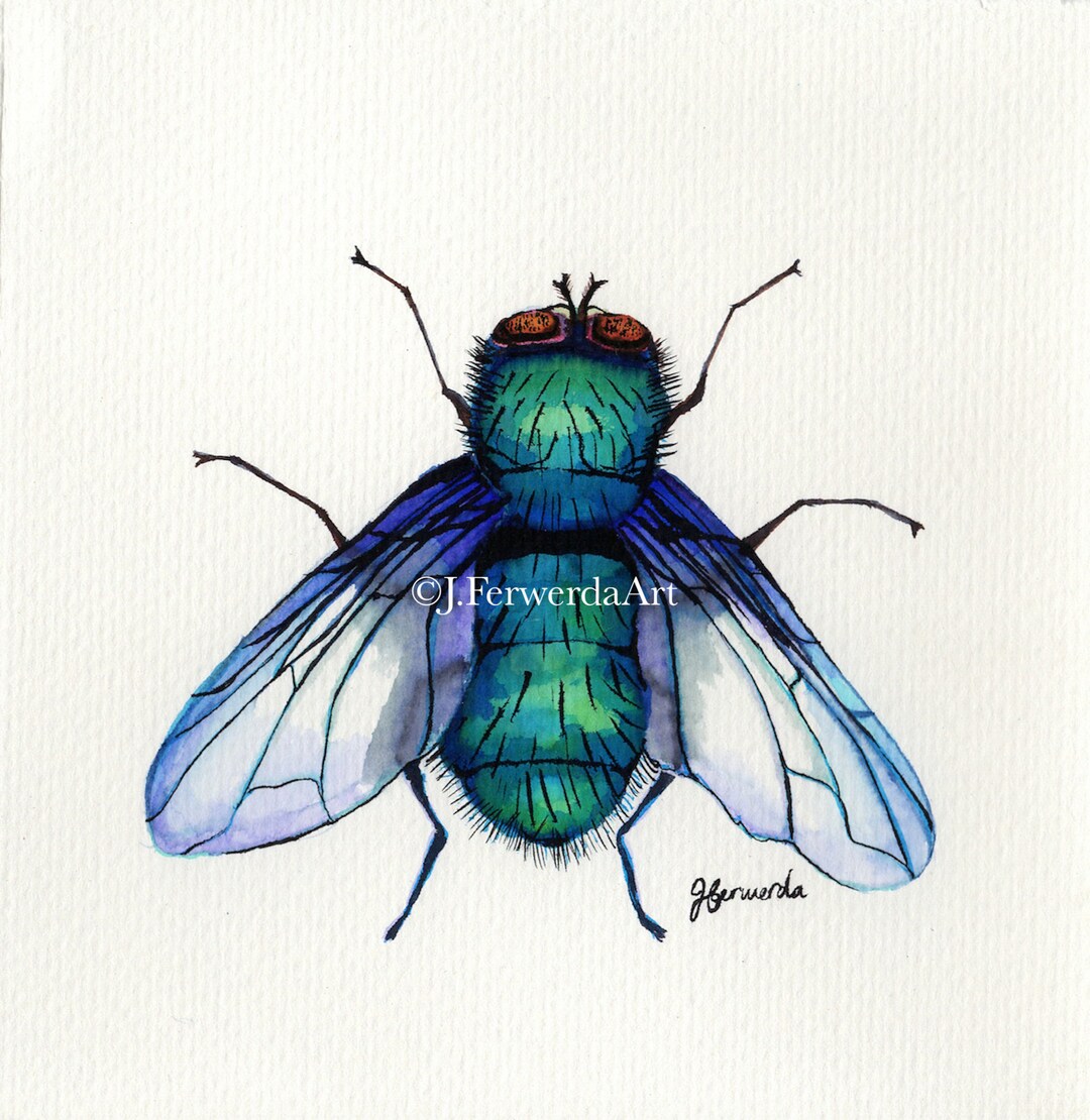 Shoo Fly - Ink on Paper Print - Etsy