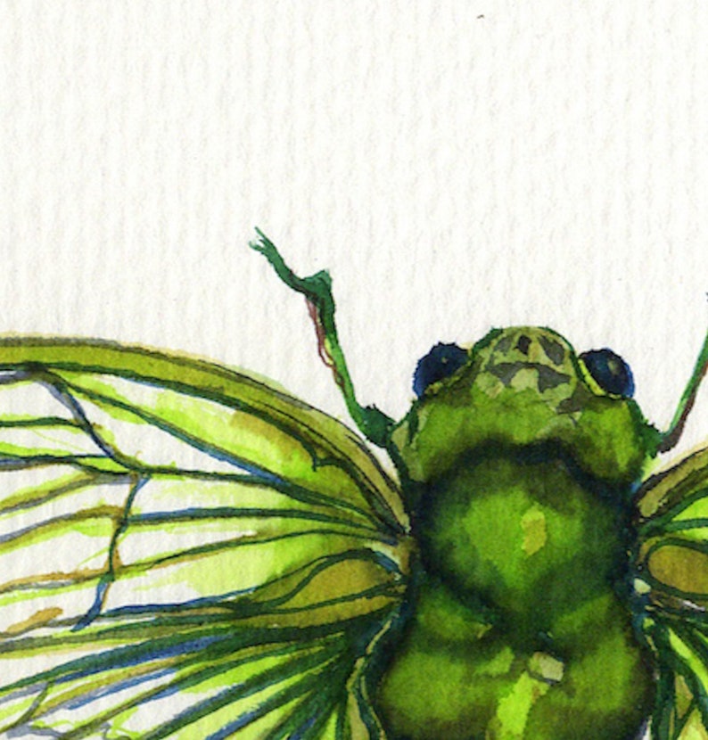 Cicada Song Ink on paper print image 3