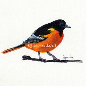 Oriole Sunshine - Inchiostro su carta stampa