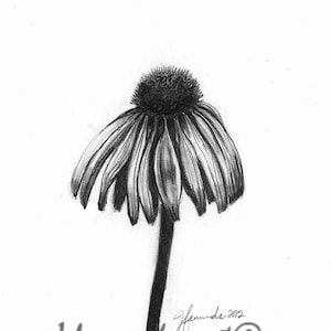 Pencil Drawing Print - Quiet Comfort - Day 45