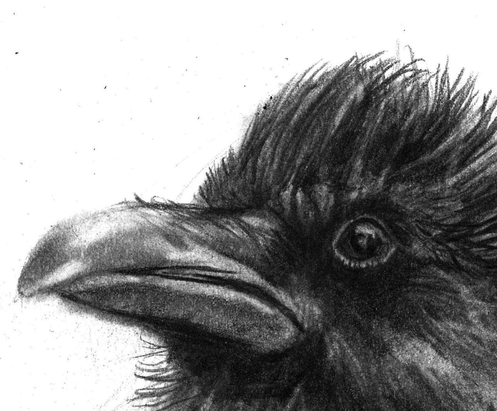 Pencil Drawing Print Dream Crow Day 285 - Etsy