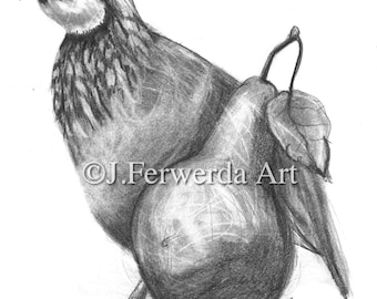 Pencil Drawing Print - Partridge And A Pear - Day 343