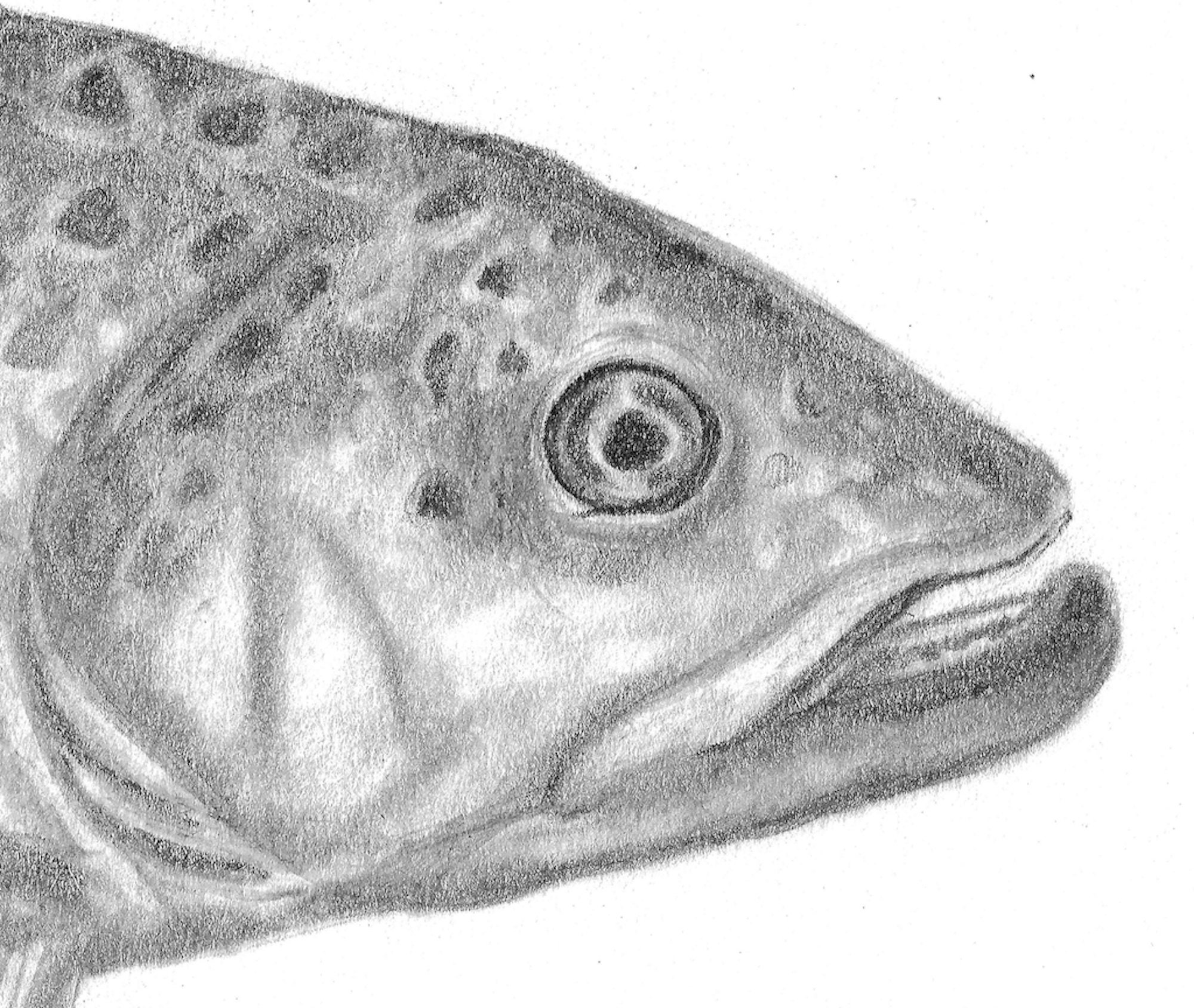 Brown Trout Pencil Drawing Print Etsy