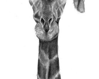 Pencil drawing print - Magic Hat - Day 154 - Giraffe