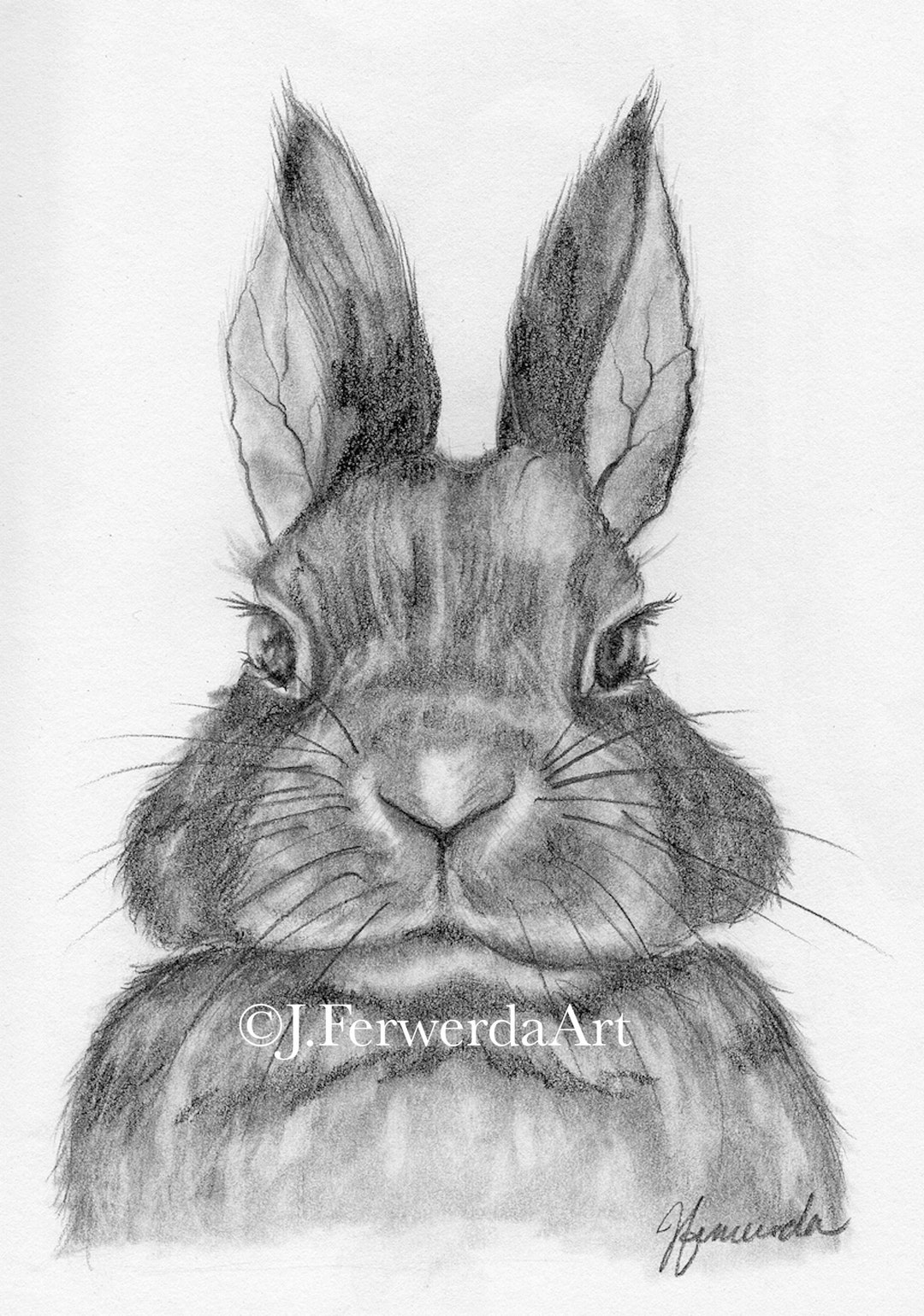 Grumpy Rabbit - Pencil Drawing Print - Etsy
