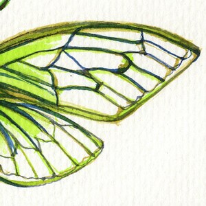 Cicada Song Ink on paper print image 4