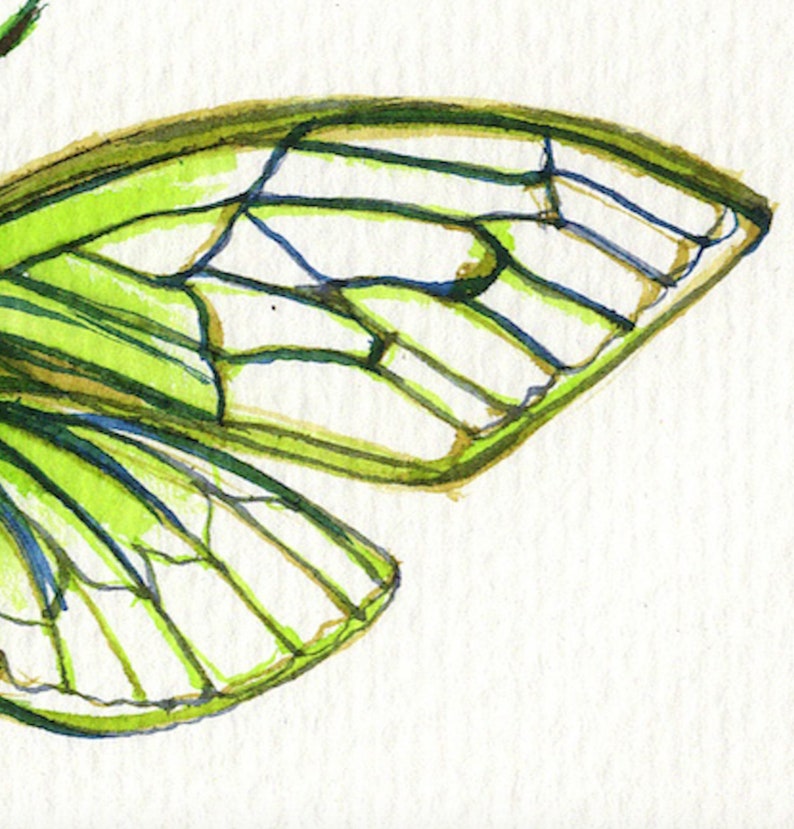 Cicada Song Ink on paper print image 4