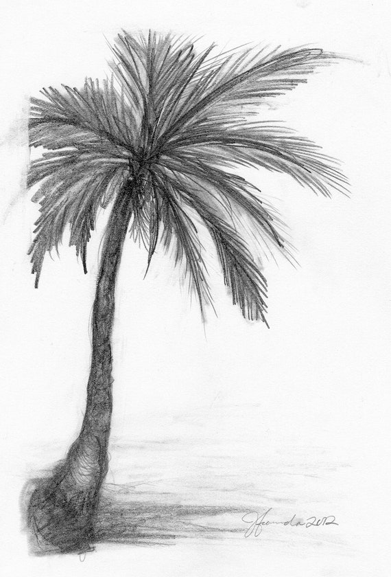 Coconut tree in Paradise Drawing by Haydee Lesane - Fine Art America