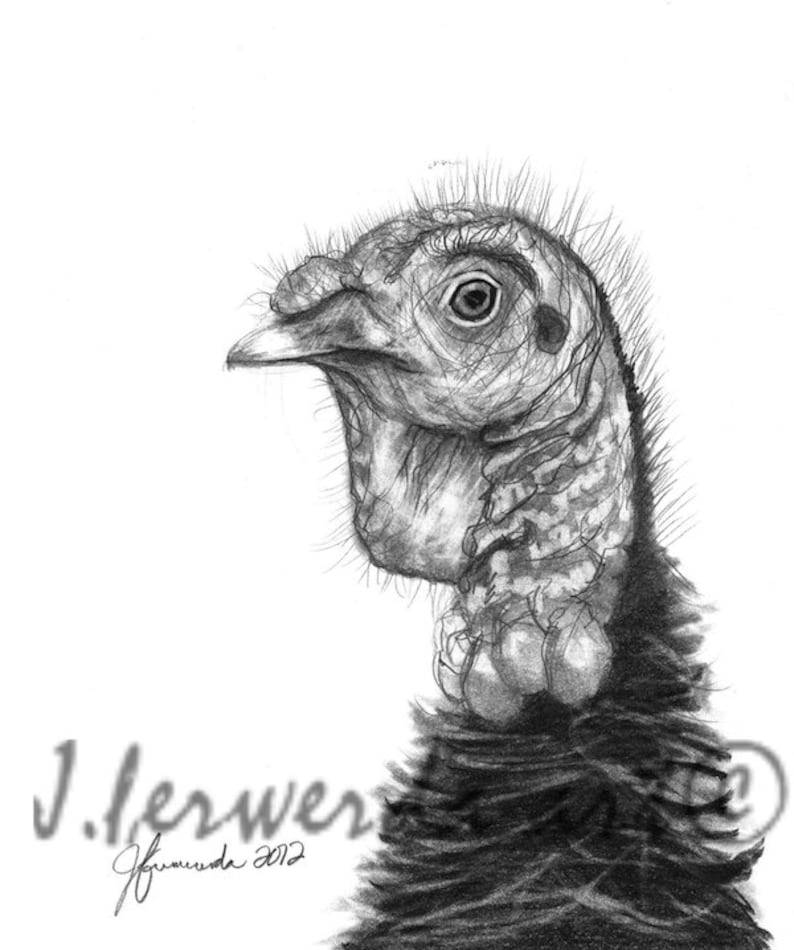 Pencil Drawing Print Turkey Bird Day 306 Etsy
