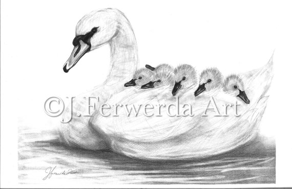 Swan Drawing by lilkanyongmail on DeviantArt