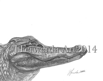 Pencil Drawing Print - Lator Gator - Day 362