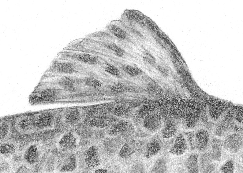 Brown Trout Pencil Drawing Print Etsy