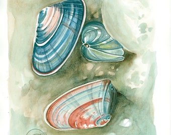 Coastal Watercolor Print: "Coquina I" - Beach house, Seashell, Coral, Aqua, Blue, Mussel, Seaside, Surf, Ocean, Sealife, Shells