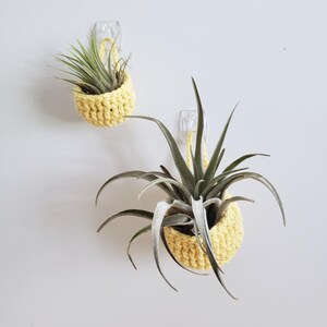May include: Two yellow crocheted plant holders hanging on clear adhesive hooks. Each holder contains a green air plant with long, pointed leaves. The crochet work features a textured, thick yarn stitch pattern in a bright, sunny yellow colour.