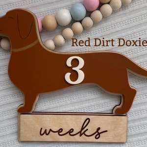 Estadísticas de nacimiento de bebés Dachshund intercambiables Tarjetas mensuales de Doxie Accesorios fotográficos de perro salchicha Hito del Dachshund Anuncio de nacimiento de perro salchicha