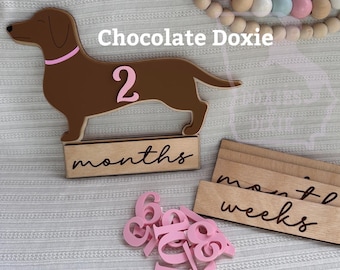 Stats interchangeables sur les naissances de bébés teckels Cartes mensuelles Doxie Accessoires photo pour chien saucisse Faire-part de naissance de chien viennois d'un jalon important