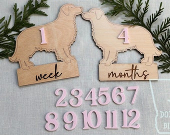 Ensemble d'étapes mensuelles interchangeables pour bébé, marqueurs Golden Retriever, plaques d'âge en bois pour accessoires photo, chambre de bébé, cadeau de baby shower