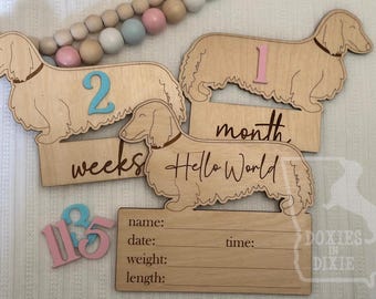 Pietra miliare mensile in legno per neonati, bassotto a pelo lungo, targhe dell'età del legno per oggetti di scena per foto, asilo nido per cani, regalo per baby shower / bassotto, bassotto