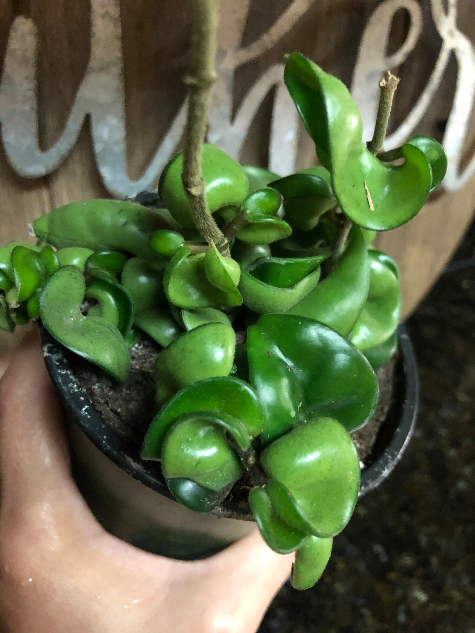 Hoya Carnosa Compacta Hindu Rope Hoya Succulent 3 pot Etsy