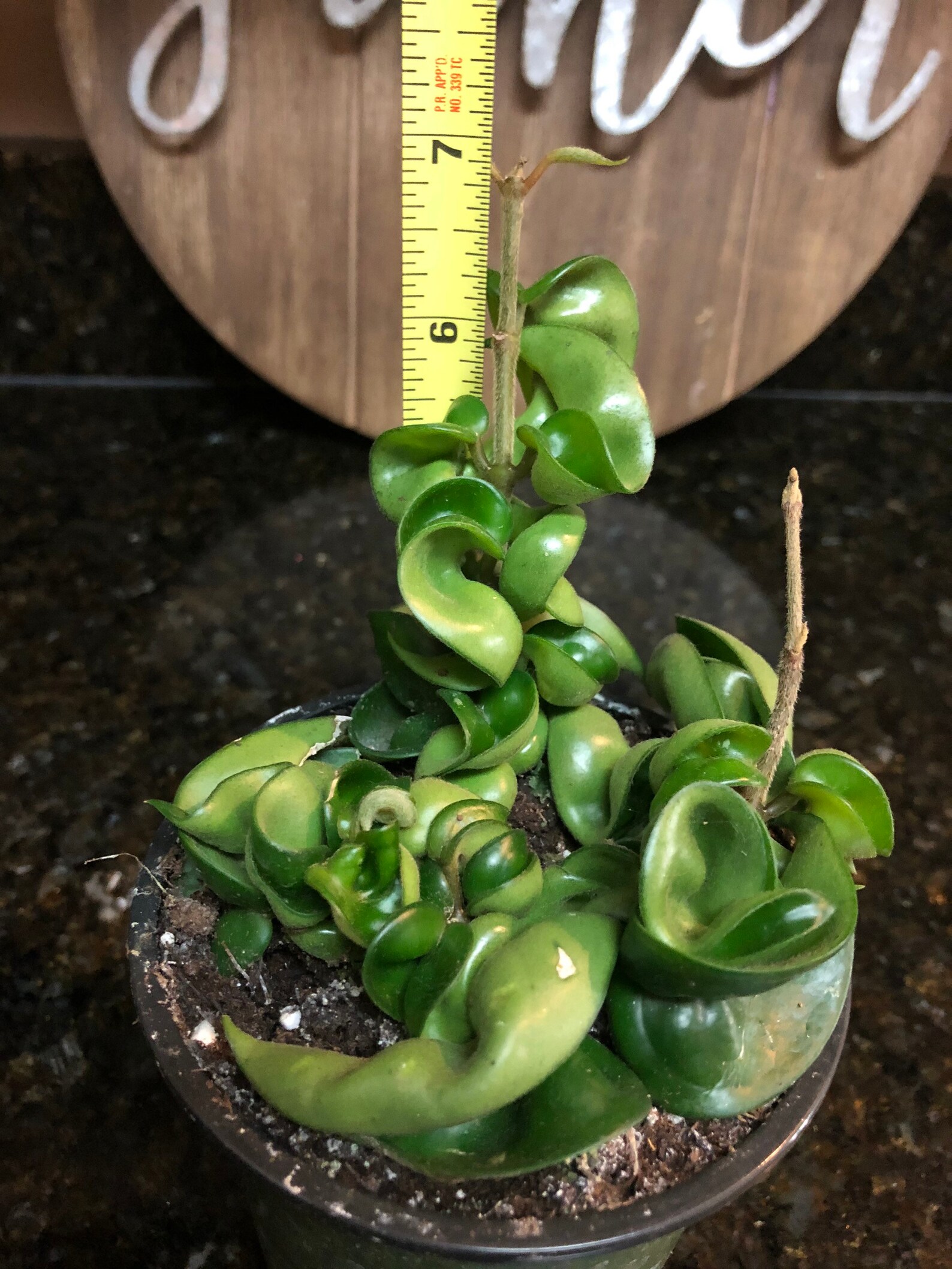 Hoya Carnosa Compacta Hindu Rope Hoya Succulent 3 pot Etsy