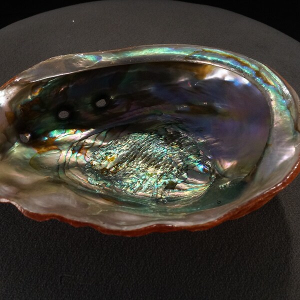 Vintage Mid Century Modern Genuine Abalone Shell Dish Bowl Centerpiece Collectable Classic Home Decor Coastal Tropical Table Dinning Decor