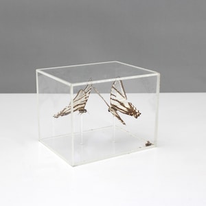 Vintage Mounted Butterfly Specimens in Acrylic Display Case Swallowtail Natural Butterflies Box