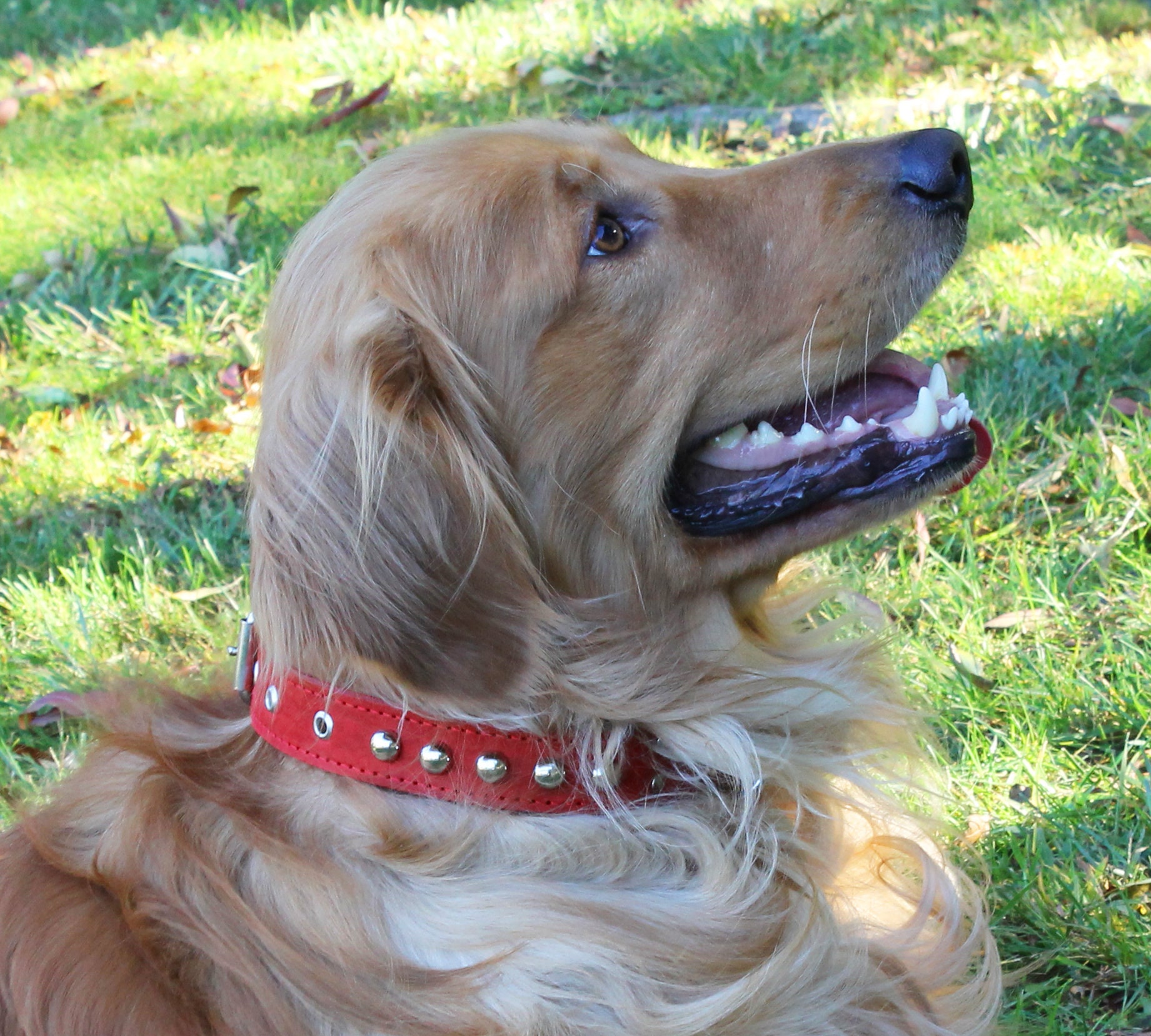 Genuine Leather Dog Collar Studded 15"-20" neck 1.25"wide Amstaff Genuine Leather Dog Collar Studded 15"-20" neck 1.25"wide Amstaff