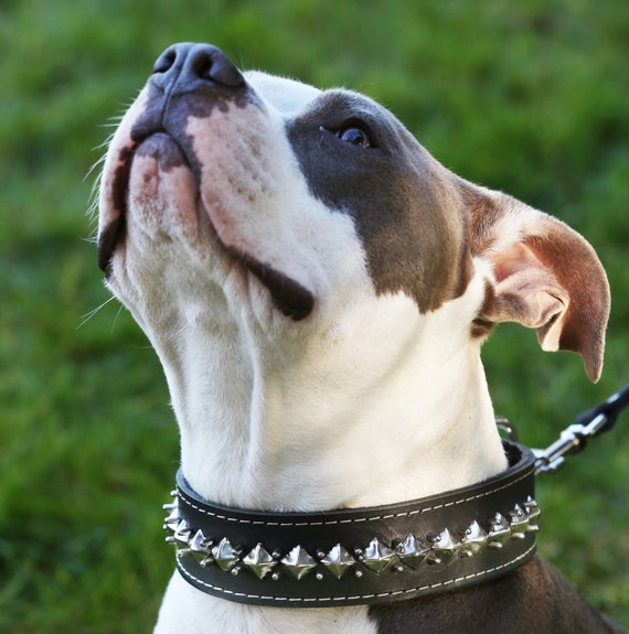 thick studded dog collar