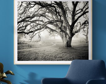 Oak Tree Black and White Photography, Original Landscape Wall Art, Misty Morning | Print, Canvas or Metal