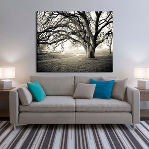 Black and white photography, Canvas wall art, Original Art, Landscape Print, Tree wall art, Oak tree, Misty Morning B&W image 1