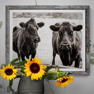 a black and white photograph of two cows standing in a field, with a vase of sunflowers and lemons placed in front of the frame.