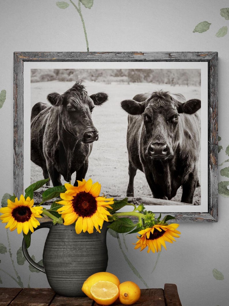 a black and white photograph of two cows standing in a field, with a vase of sunflowers and lemons placed in front of the frame.