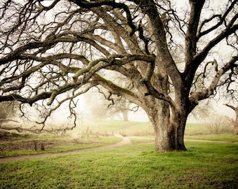 Misty Morning, Winter Landscape Photograph on Print, Canvas or Metal Wall Art, Foggy Morning Oak Tree Fine Art Home Decor