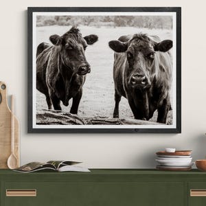 Sepia photograph of two cows staring. Framed in a simple black frame it is hanging on the wall above a green credenza.