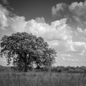 California Oak Tree Black & White Photography, Rustic Farmhouse Home Decor, Landscape Wall Art Lone Oak on Print or Canvas