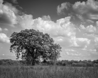 California Oak Tree Black & White Photography, Rustic Farmhouse Home Decor, Landscape Wall Art Lone Oak on Print or Canvas