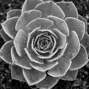 Succulent Print, Black and White Photography, Desert Decor, Botanical Art, Cactus Wall Art, Succulent No 1