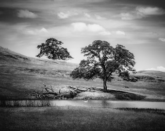 California Oak Tree and Pond, Black and white photography on Canvas, Print or Metal, Tree wall art, Rustic Home Decor