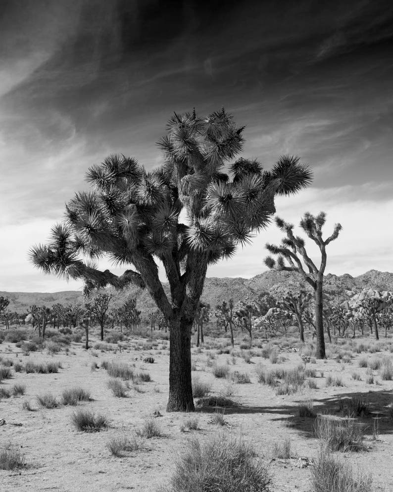 Joshua Tree Print Black and White Prints Desert Decor Art Etsy